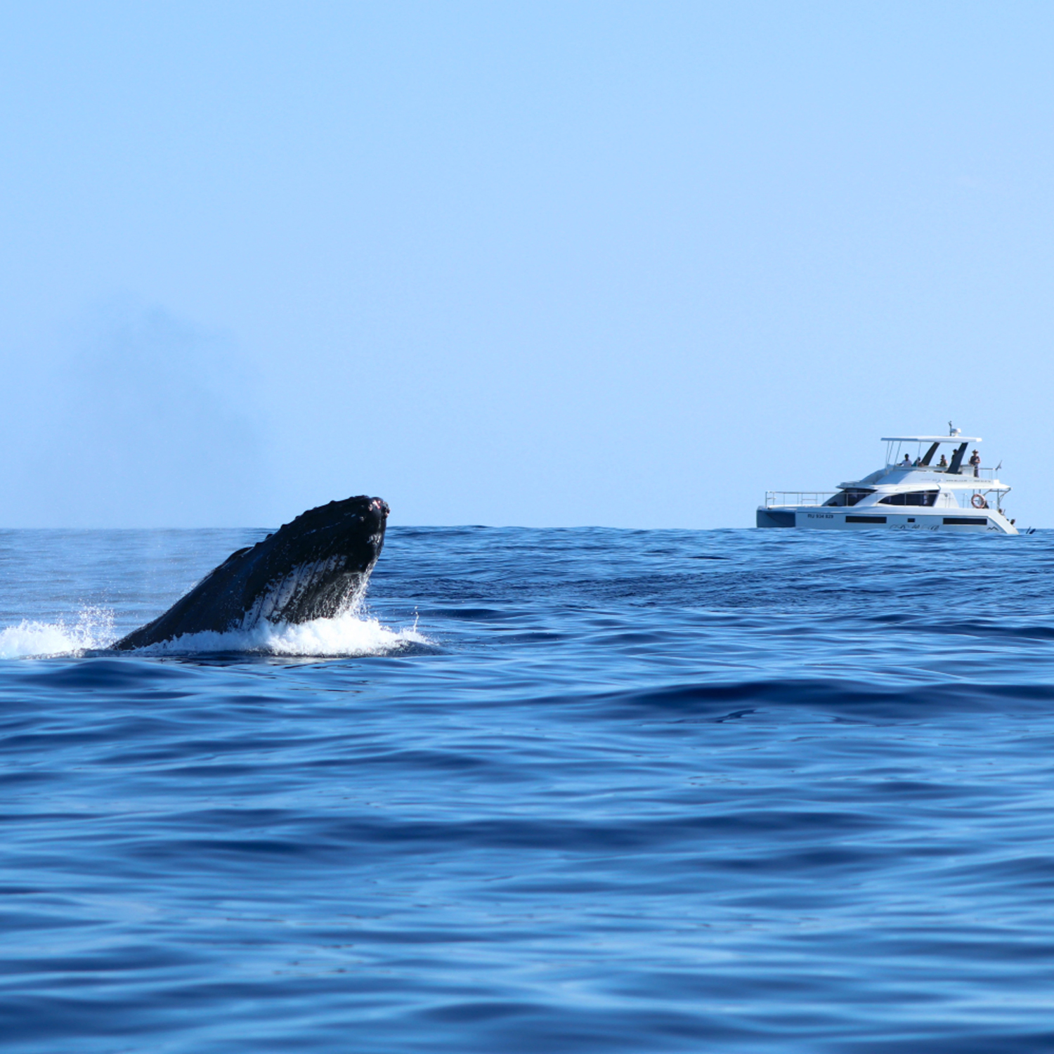 Baleine à bosse