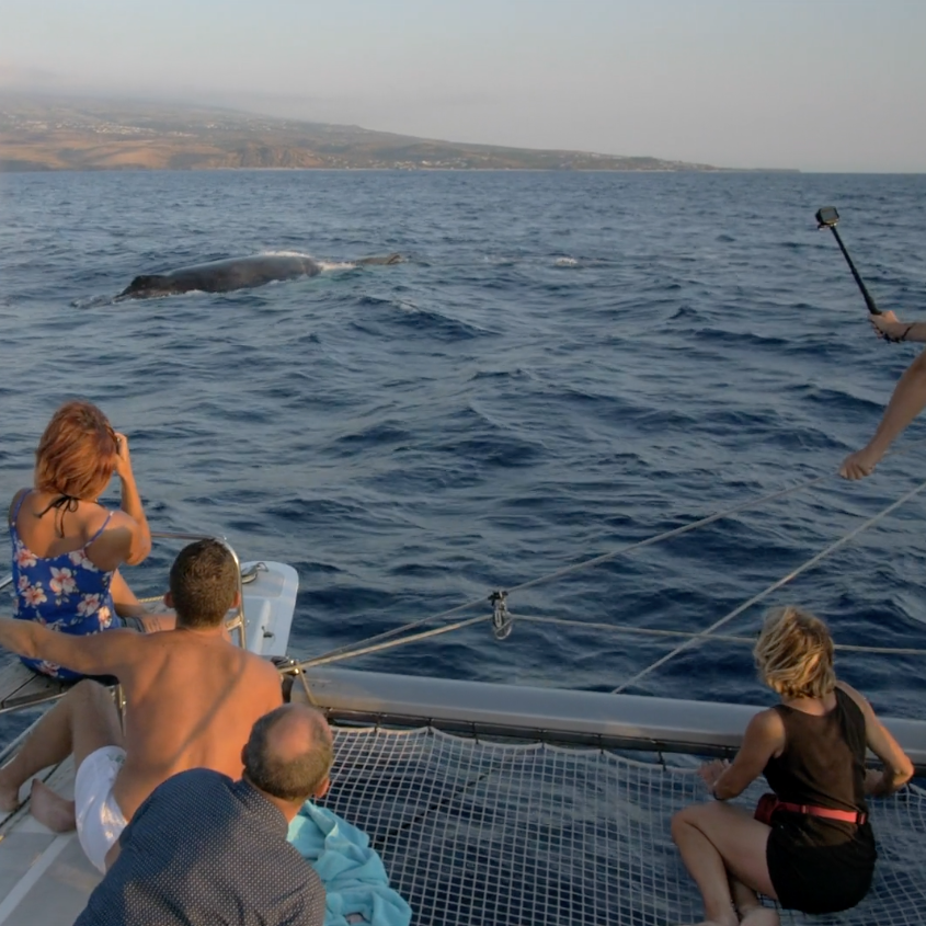 Observateurs face à une baleine